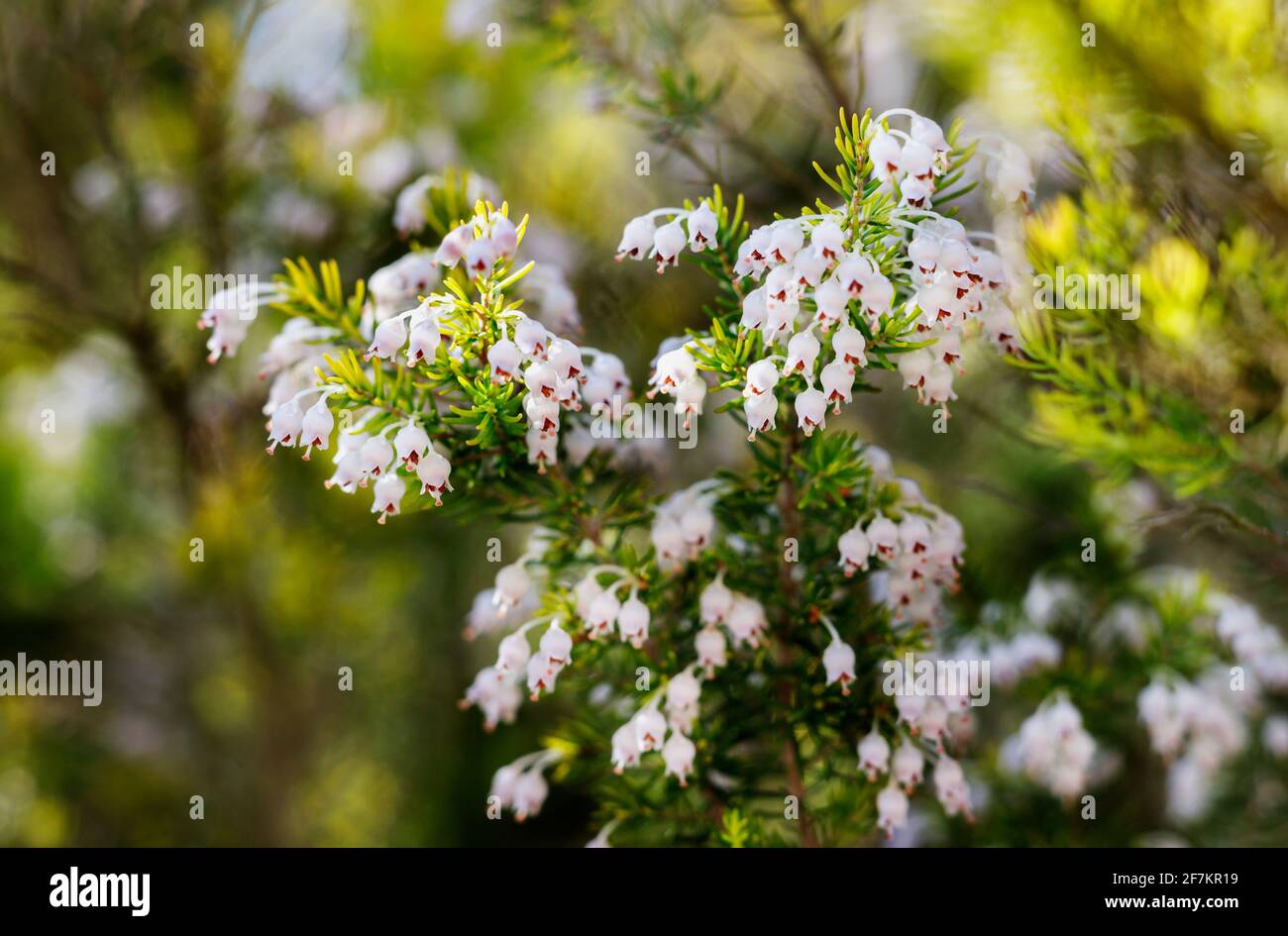 Small bell shaped white flowers of tree heath Stock Photo