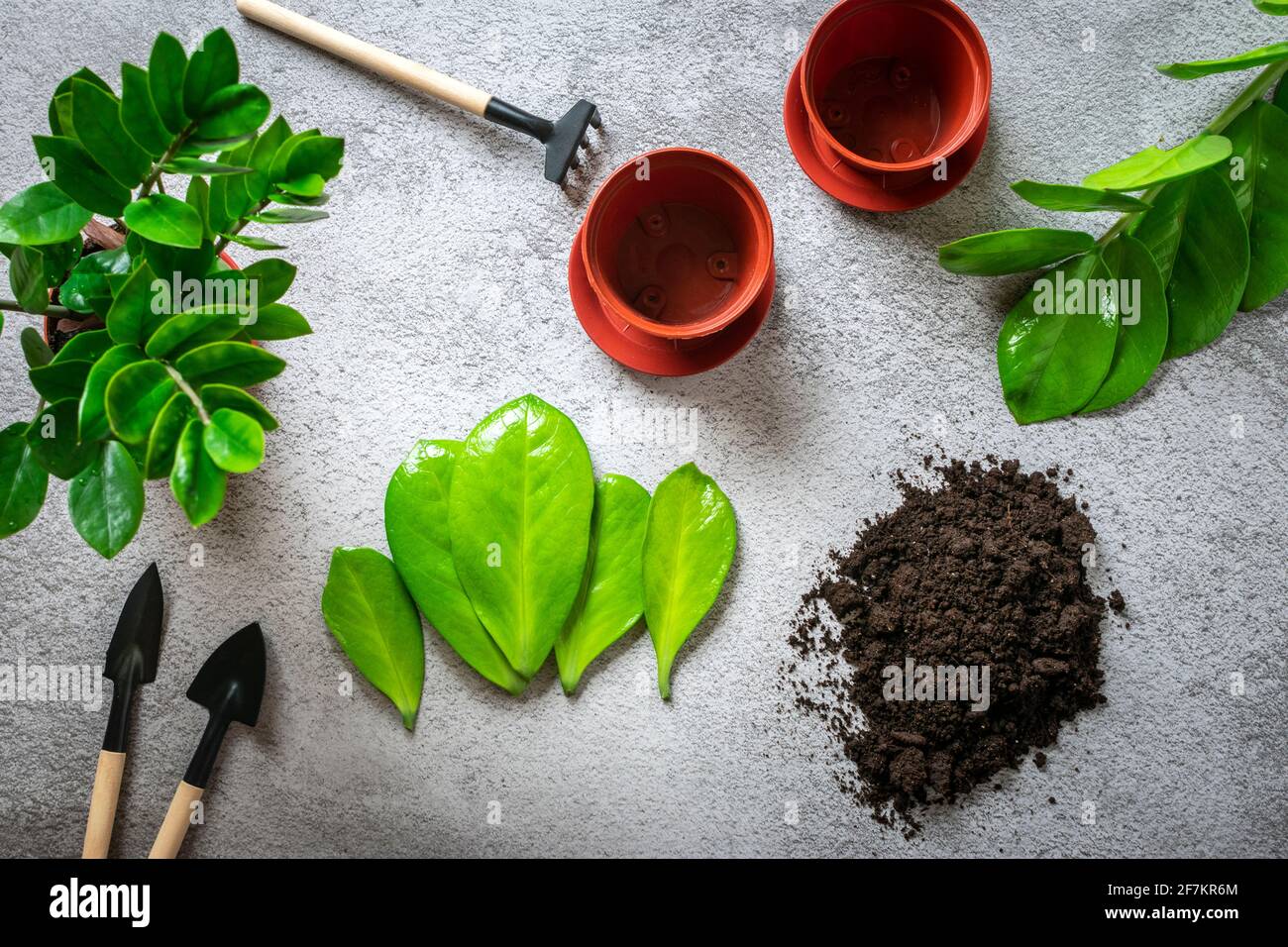 preparing plant for planting on concrete table Method of propagation by leaves of houseplant Zamioculcas Spring renewal, flower care concept Top view Stock Photo