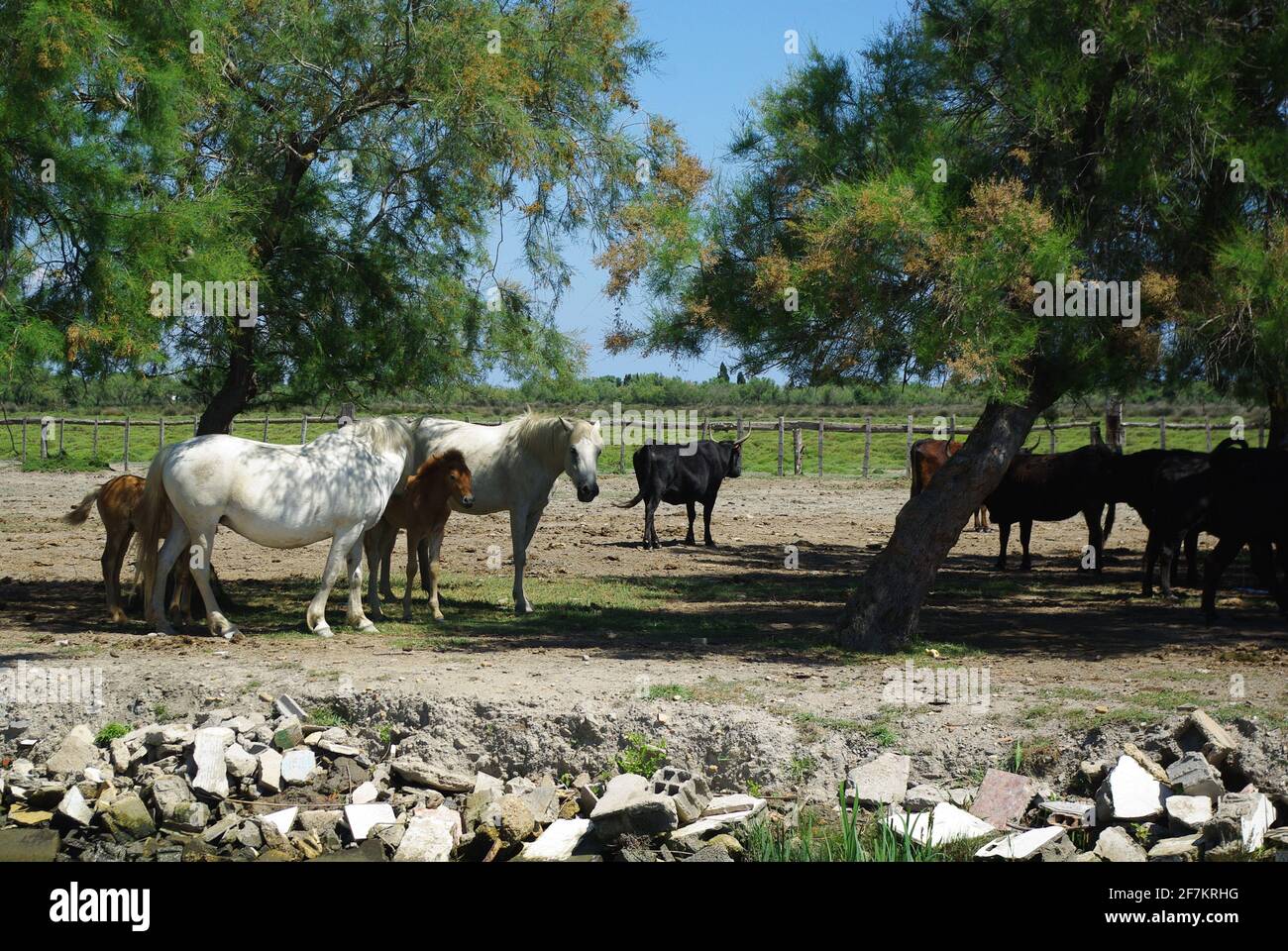 White horses and black bulls of the Camargue region, France Stock Photo
