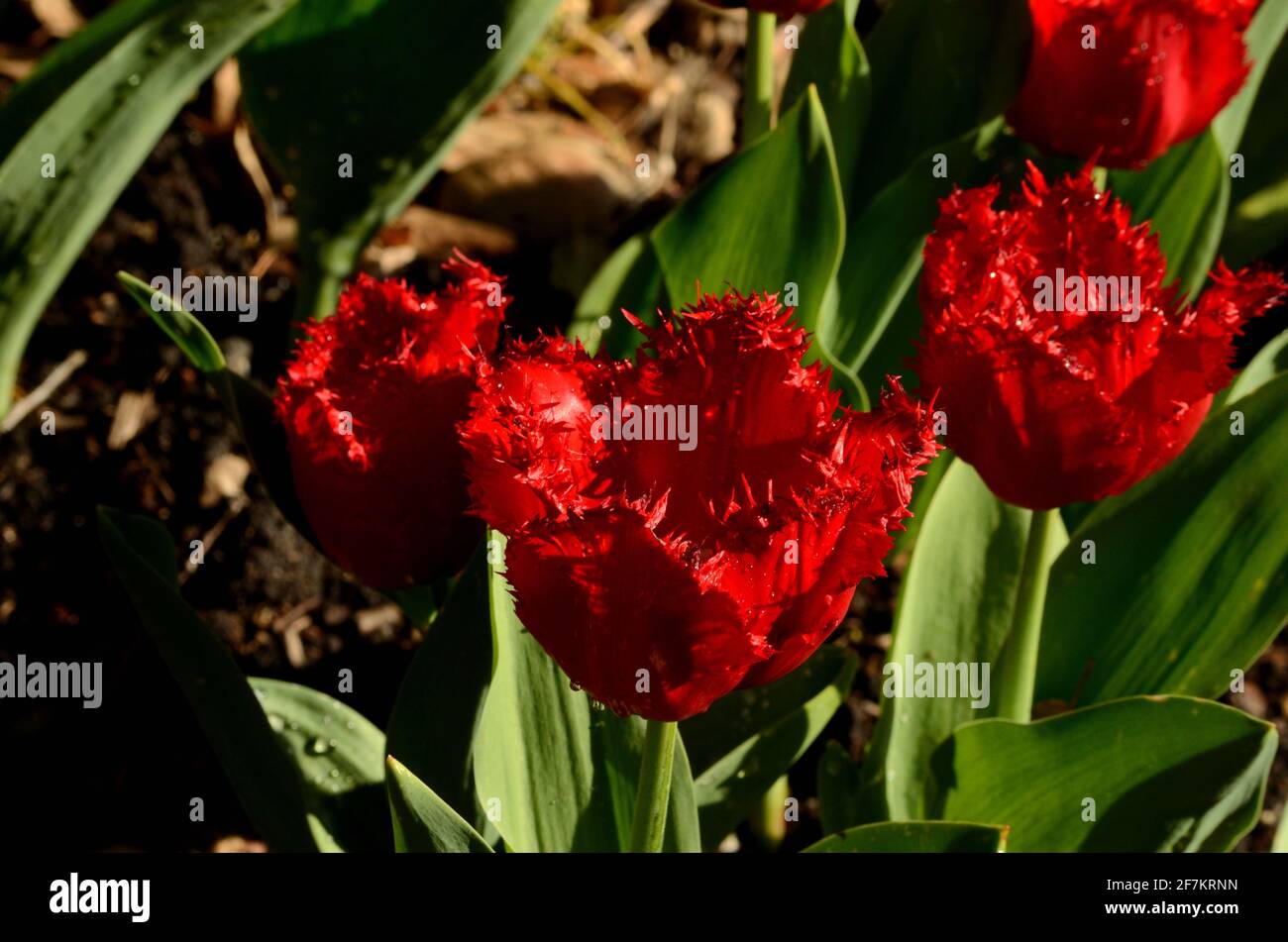 Romanic & special flora gems of the tulip type in vivid red color, fringed petal  edges scream of elegance & beauty in lush garden setting, close up. Stock Photo