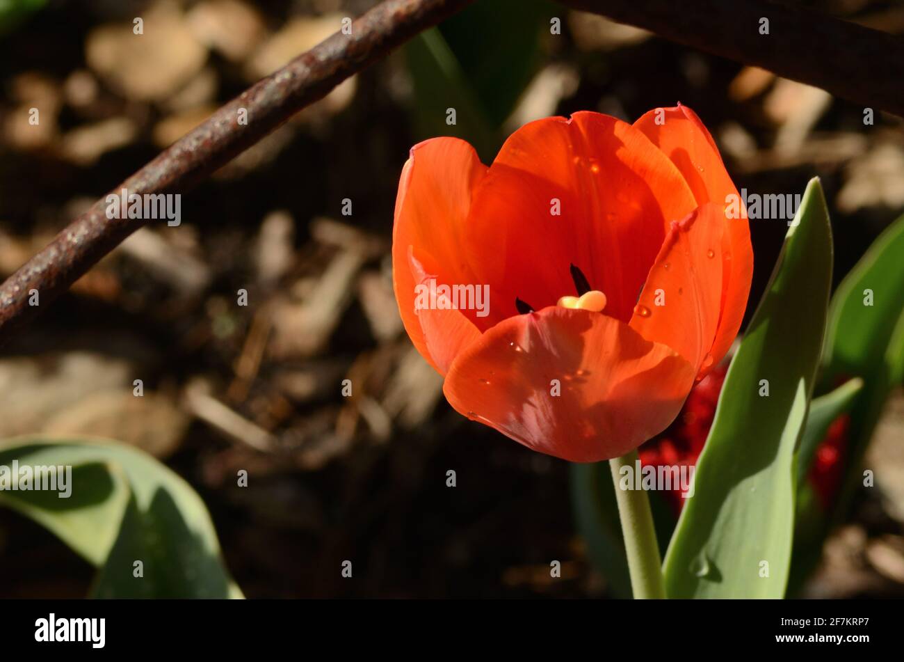 Single close-up of vivid reddish orange tulip blossom shining in the morning light. Lines and patterns attracts attention 2 this bloom beauty.. Stock Photo