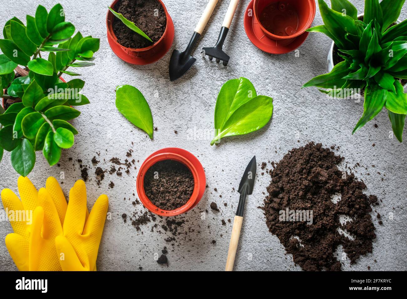 preparing plant for planting on concrete table Method of propagation by leaves of houseplant Zamioculcas Spring renewal, flower care concept Top view Stock Photo