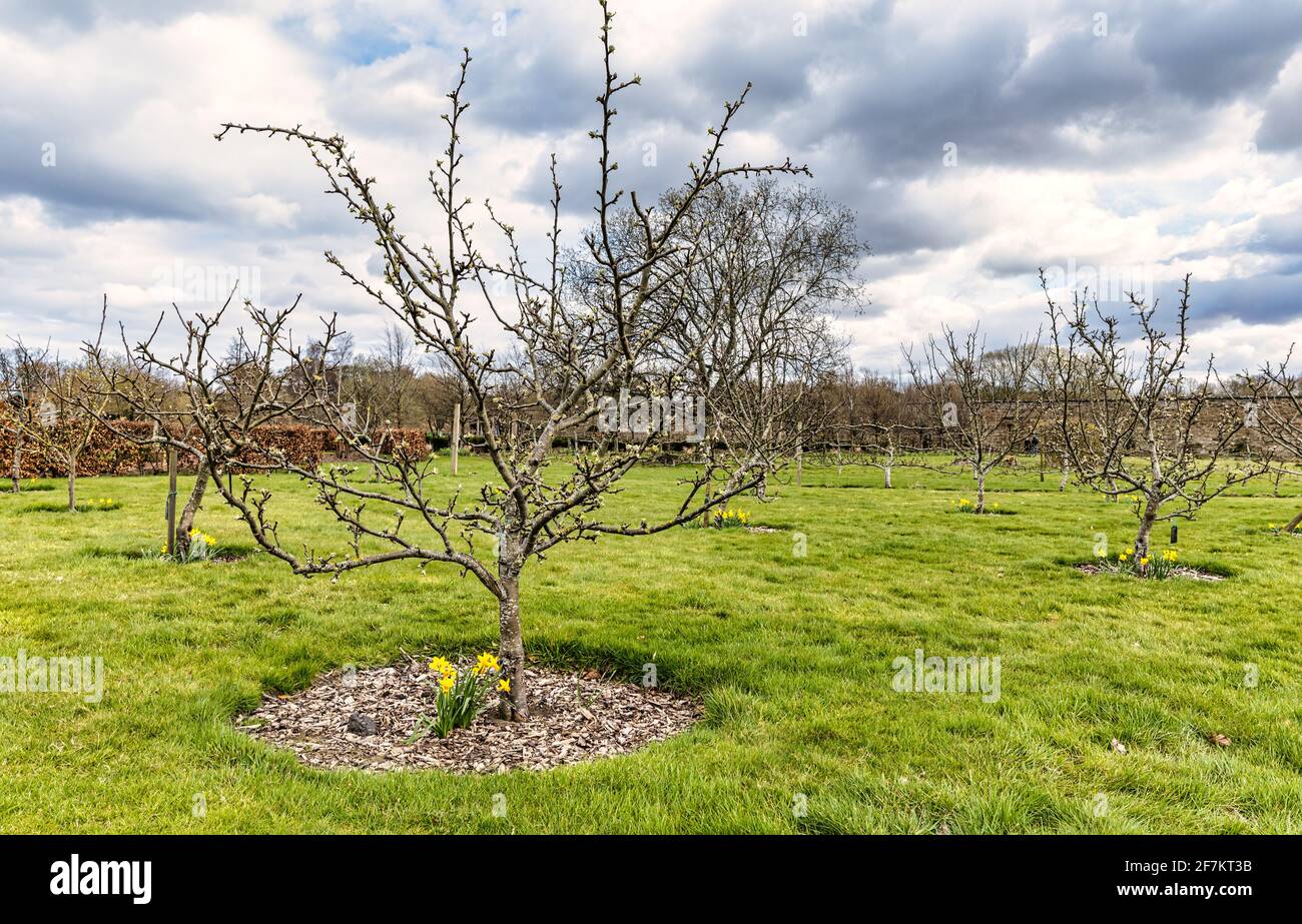 Budding apple trees, Scotch Dumpling variety, in an apple tree orchard