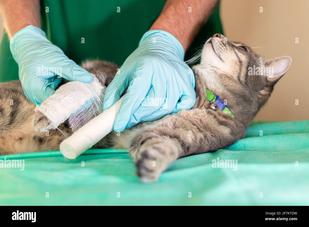 Male doctor veterinarian with stethoscope is bandaging paw of grey cat