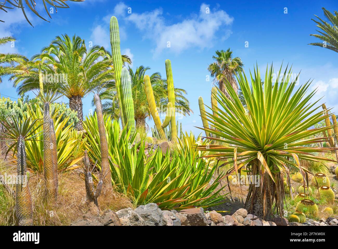 Canarian landscape, Gran Canaria, Canary Islands, Spain Stock Photo