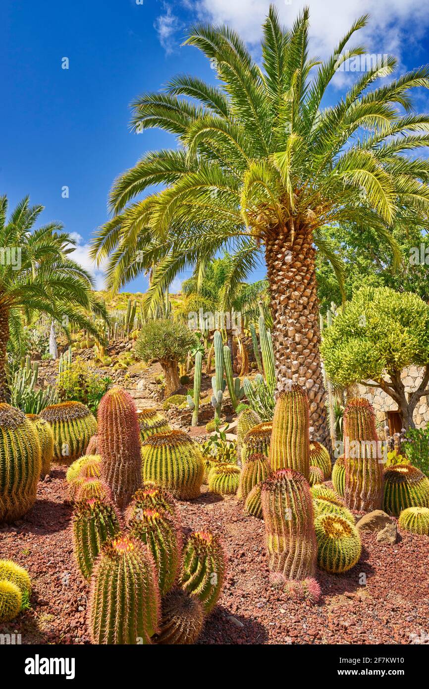 Canarian landscape, Gran Canaria, Canary Islands, Spain Stock Photo - Alamy