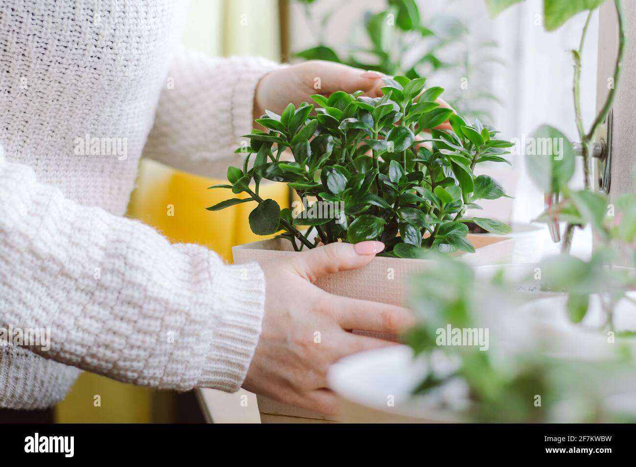 Woman holds pot with home plant in her hands. Eco-friendly lifestyle. Home gardening concept. Growing potted flowers. Stock Photo