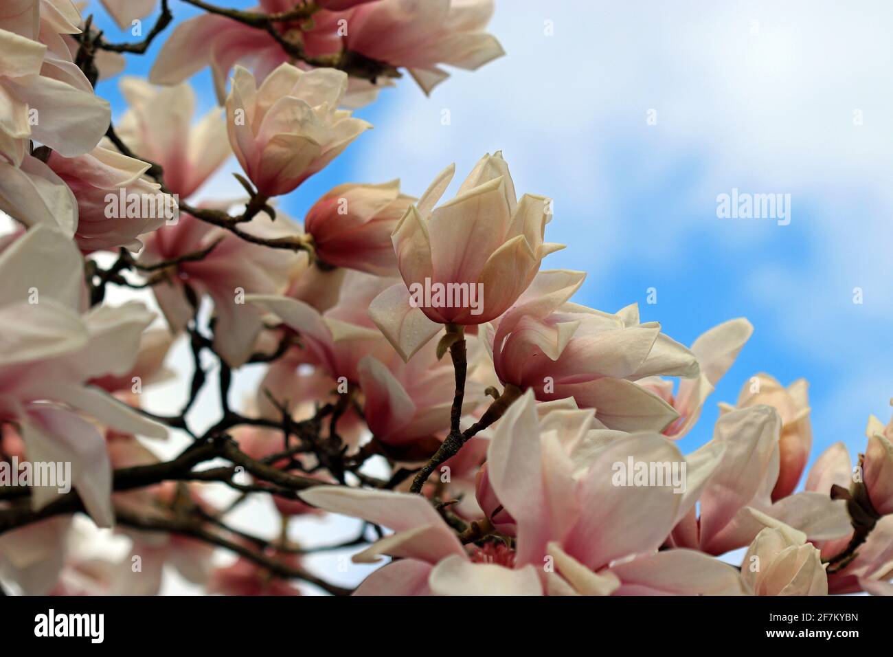 The rose pink blooms of a Magnolia Sprengeri Diva ornamental tree against a blue sky. English garden, March (Sprenger's Magnolia Diva) Stock Photo