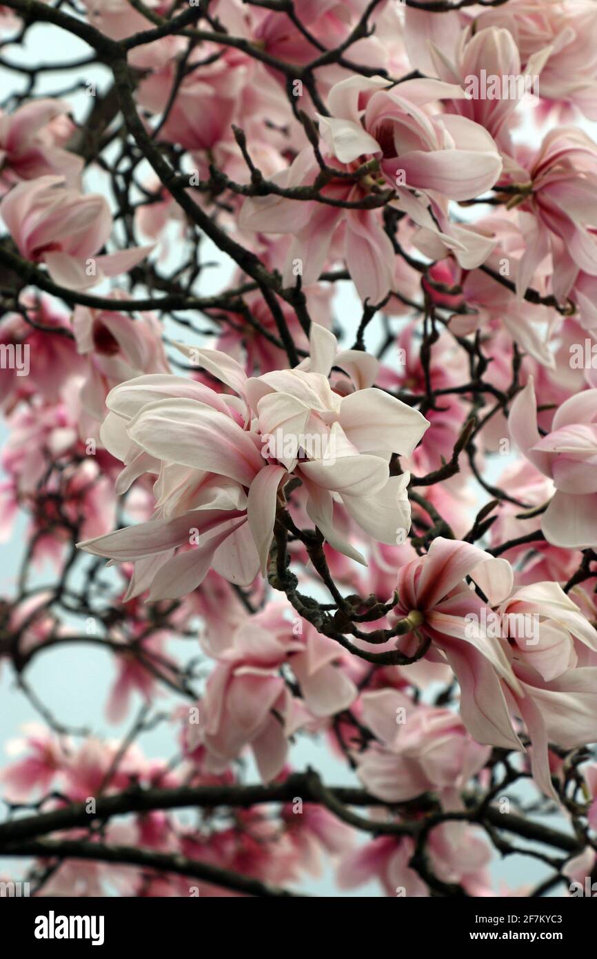 The rose pink blooms of a Magnolia Sprengeri Diva ornamental tree. English garden, March (Sprenger's Magnolia Diva; Sprenger's Magnolia) Stock Photo