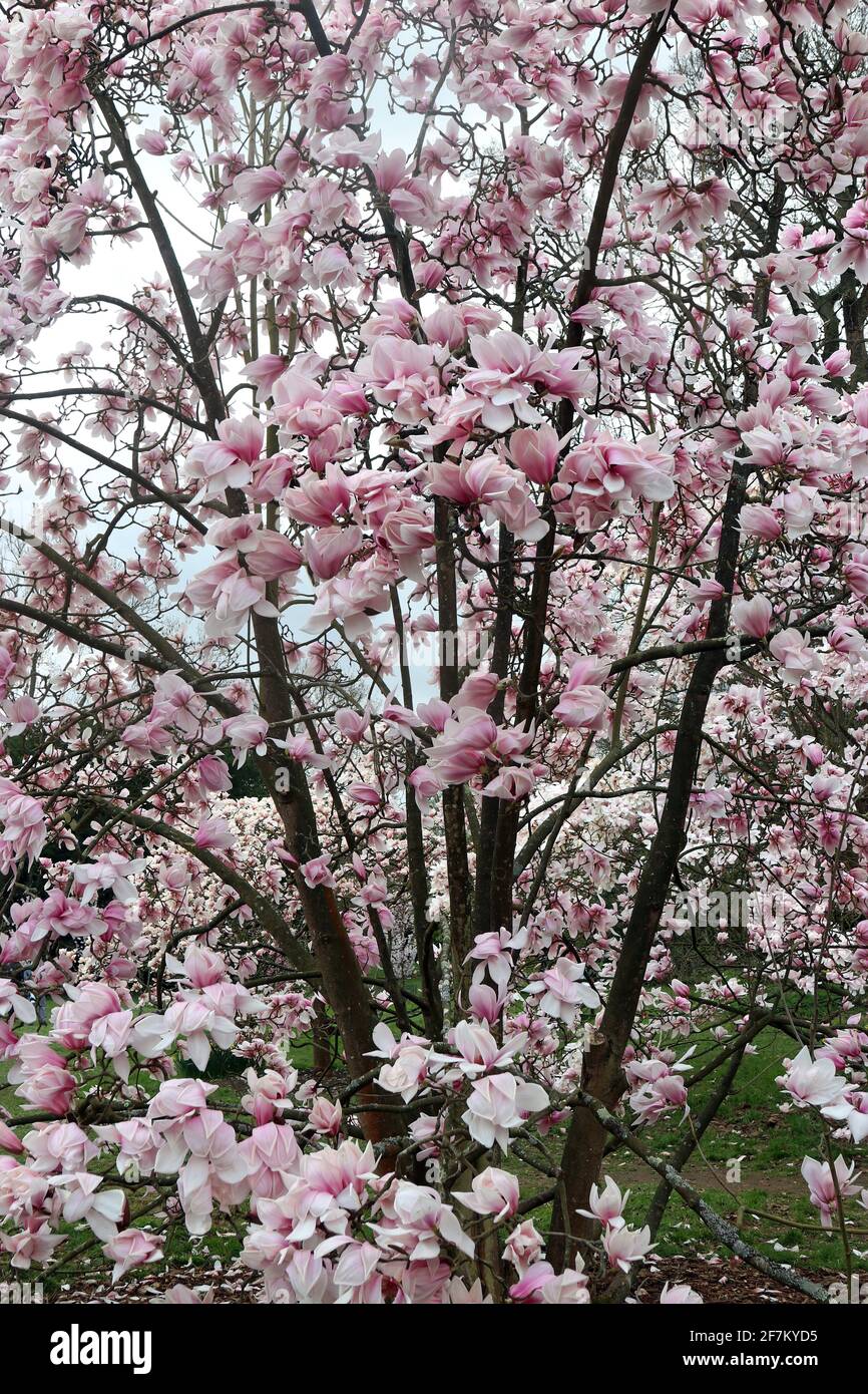 The rose pink blooms of a Magnolia Sprengeri Diva ornamental tree. English garden, March. (Sprenger's Magnolia Diva; Sprenger's Magnolia) Stock Photo