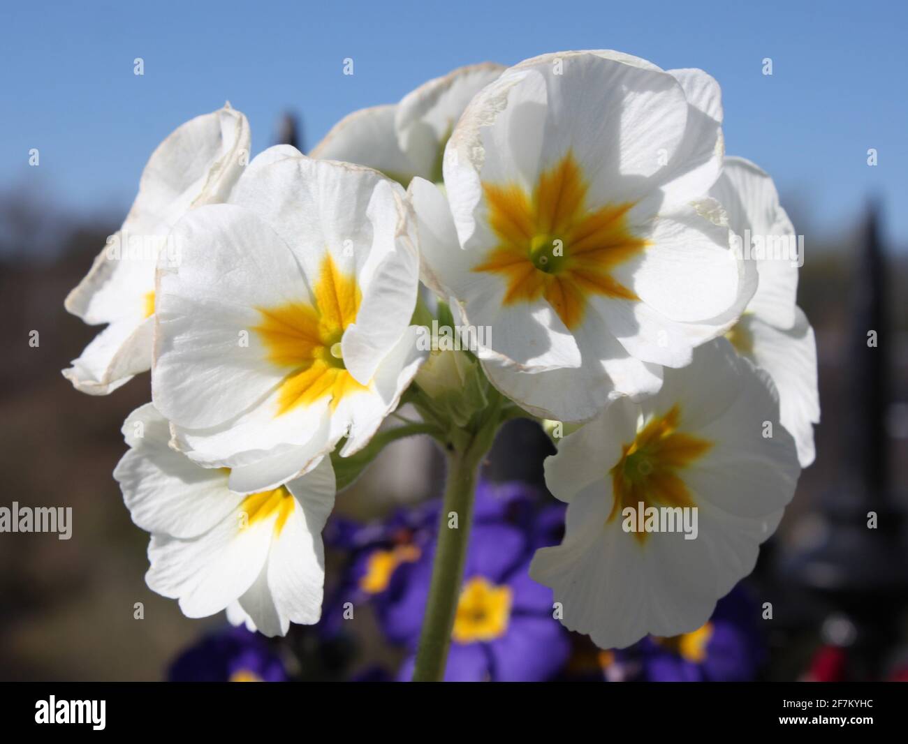 White and yellow centred primroses. Images of spring in urban spaces