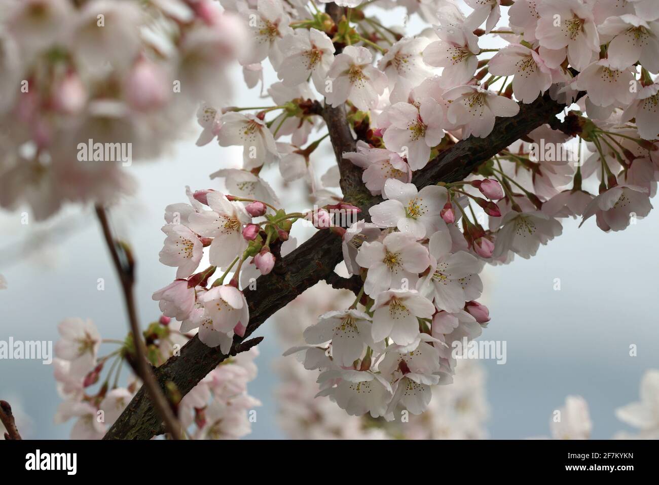 Yoshino Cherry Tree - A detail of a branch of blossom taken in the month of March in a garden in southern England Stock Photo
