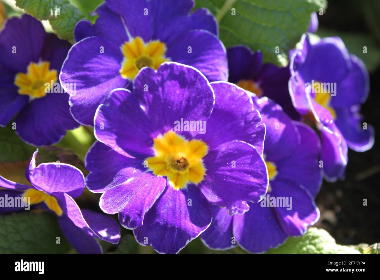 Purple primroses with yellow centres basking in glorious sunshine. Sunny spring days walking the nature trails. Multi coloured primrose blooming. Stock Photo