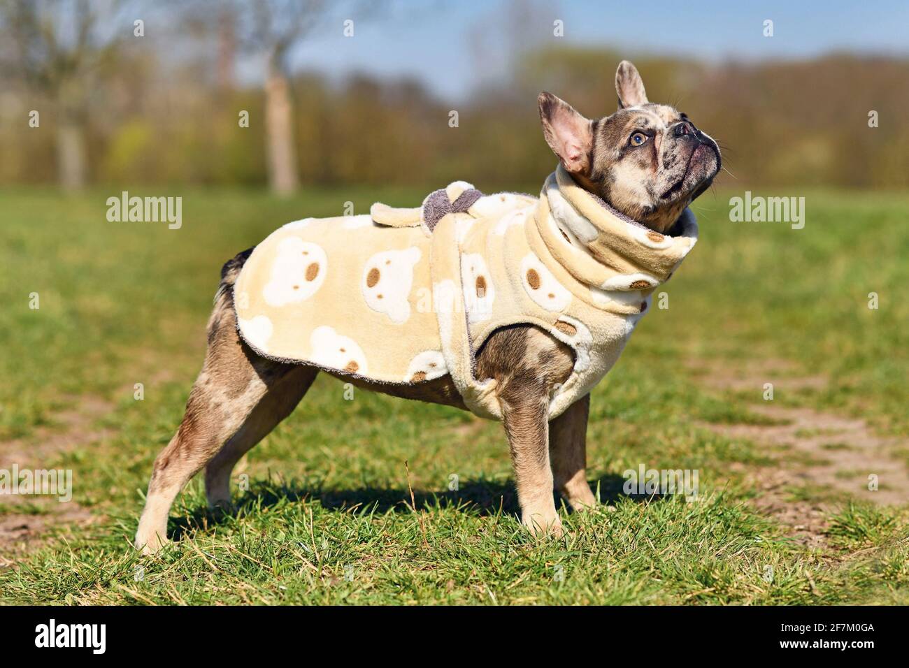 Merle colored French Bulldog dogs wearing bathrobe made from fleece fabric to dry faster after swimming Stock Photo