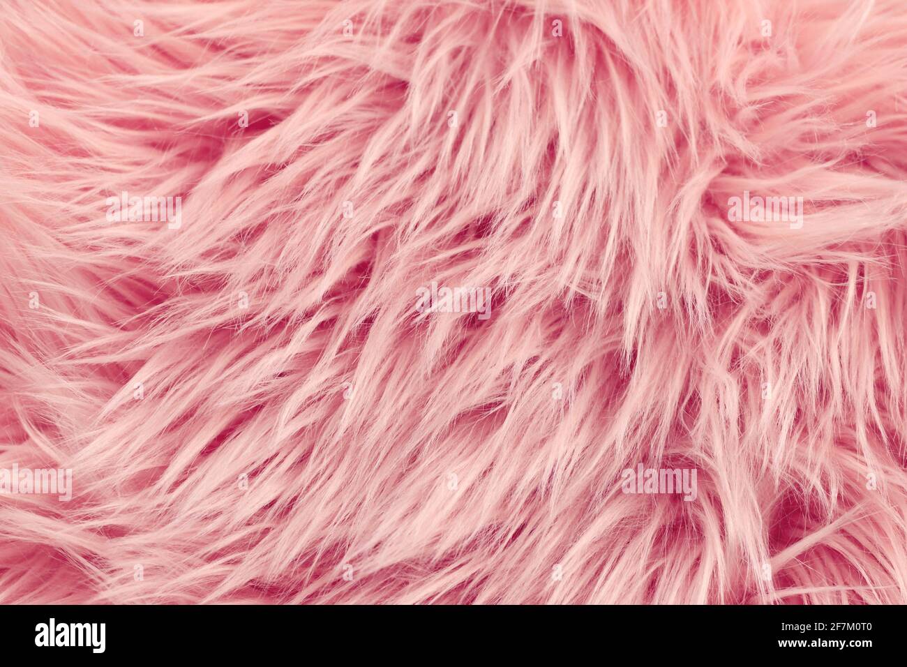 Close up of fluffy long pink synthetic fake fur Stock Photo