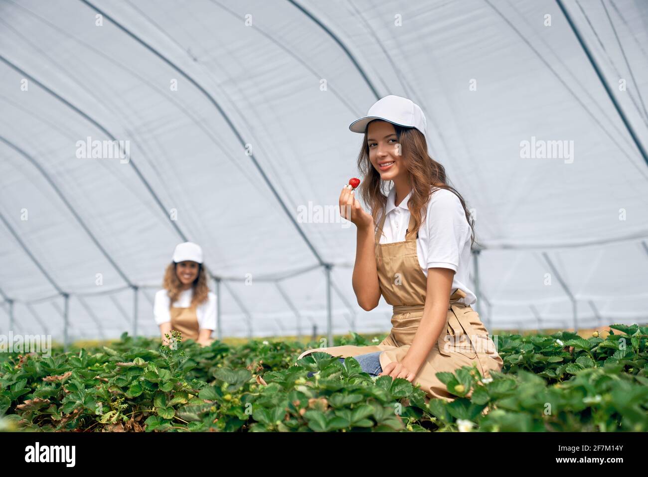 Side view of two female workers are picking and tasting strawberries . Two brunettes wearing white caps and aprons are working in greenhouse. Concept Stock Photo