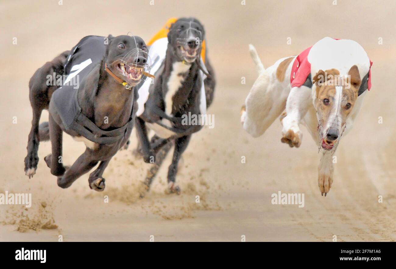 Brighton racing hi-res stock photography and images - Alamy