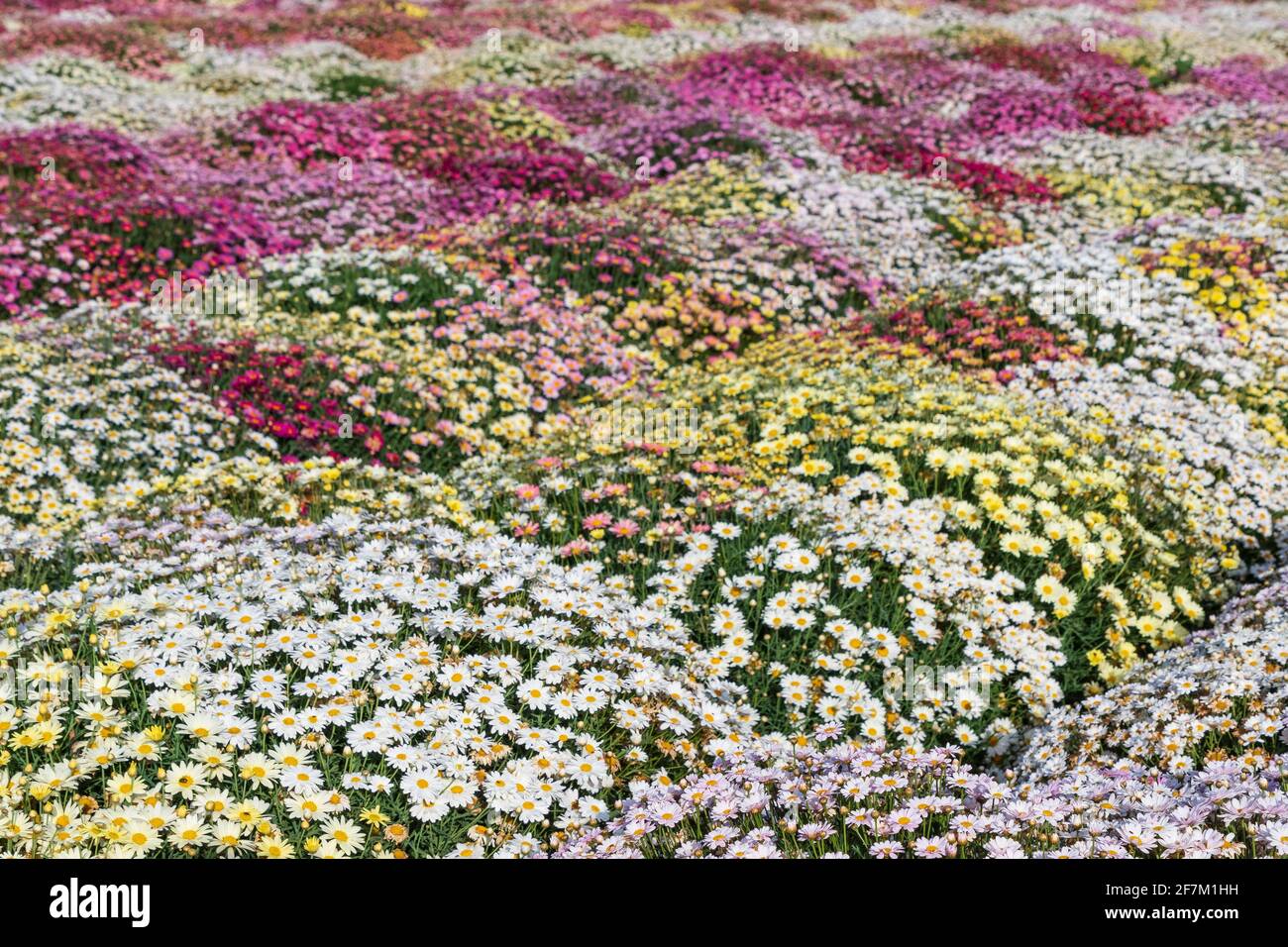 Multi colored chamomile hi-res stock photography and images - Alamy