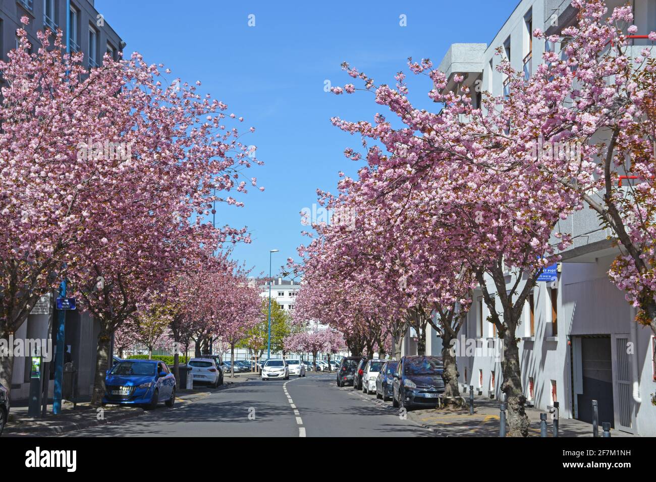 cherry blossom tree, Pierre Besset street, Clermont-Ferrand, Puy-de-Dome, Auvergne-Rhone-Alpes, France Stock Photo