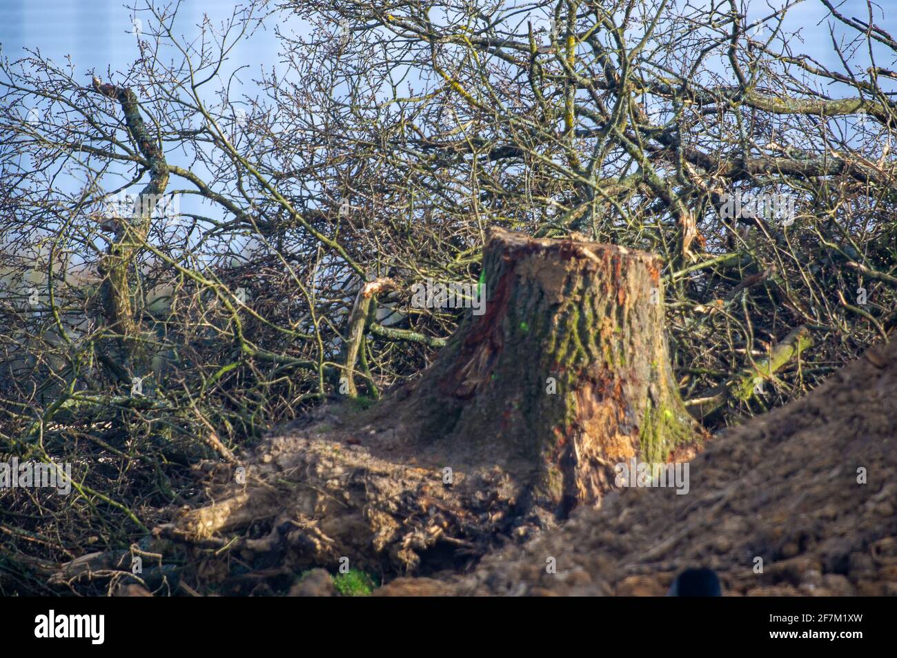 Great Missenden, UK. 3rd April, 2021. HS2 have put high security fencing in the fields next to houses near to the historical sunken holloway of Leather Lane. HS2 have destroyed a number of iconic and much loved oak trees as well as ancient hedgerows along Leather Lane. HS2 will be felling more oaks off Leather Lane too. HS2 Security are in the fields next to the oaks 24/7 and intimidating local residents and members of the public. The High Speed 2 rail link from London to Birmingham is carving a huge ugly scar across the Chilterns which is an AONB. Credit: Maureen McLean/Alamy Stock Photo