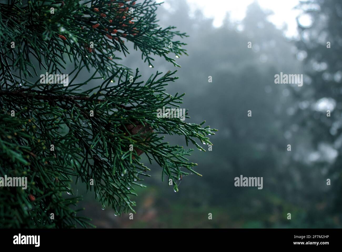 Humidity of the mist Stock Photo