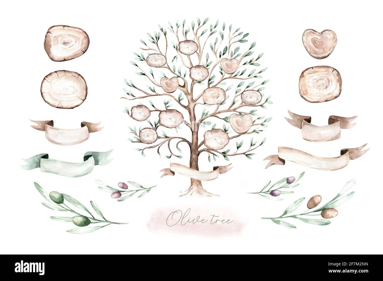 An old bountiful olive tree extracted, hand drawn - watercolor ...
