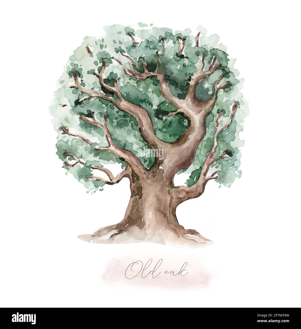 An old bountiful olive tree extracted, hand drawn - watercolor ...