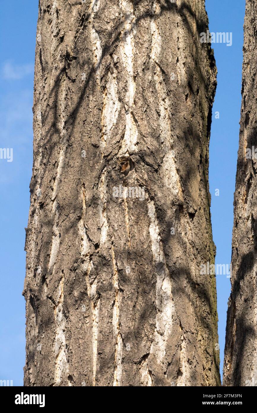 Ginkgo biloba tree trunk Stock Photo