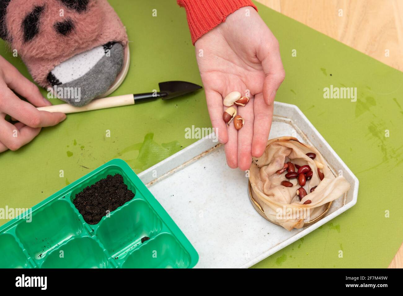 closeup of girl hands transplanting planting beans small seeds plant into green container. Stock Photo