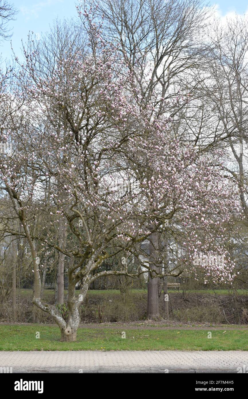 Magnolienbaum magnolia tree hi-res stock photography and images - Alamy