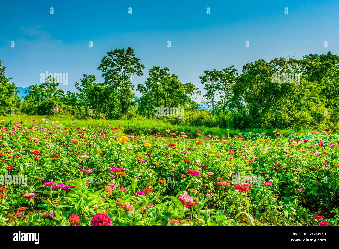 Spring Fun Scenery Spring scenery hill tree hi-res stock photography and images - Alamy