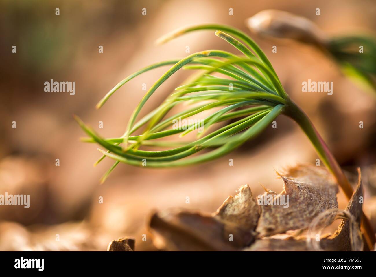 Newly sprouted young pine trees Stock Photo