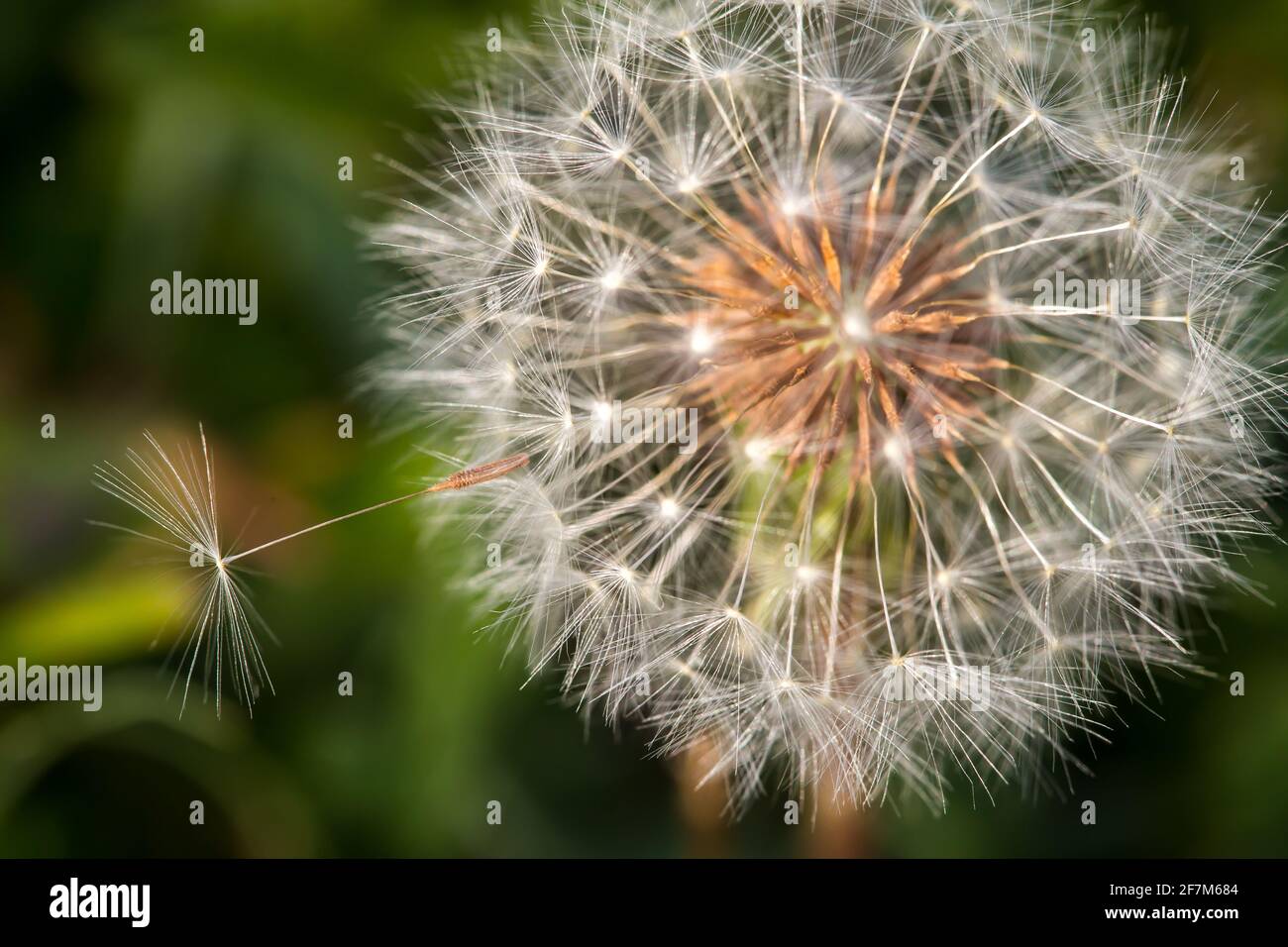 Close Up Of Dandelion Seed Head Blowing Hi res Stock Photography And 