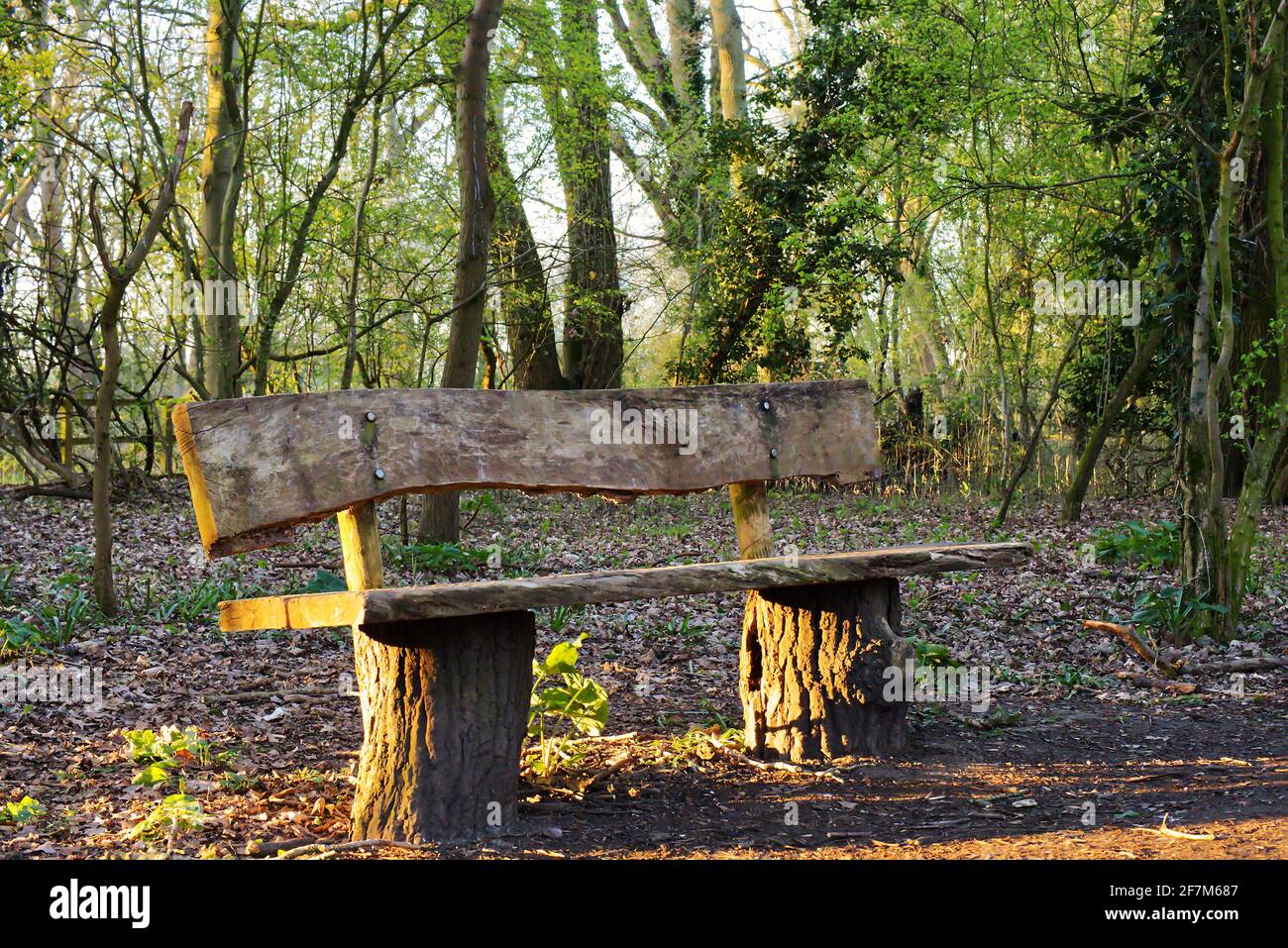 Rustic park bench - dawn at Castle Close nature reserve, Sharnbrook, Bedfordshire, England, UK Stock Photo