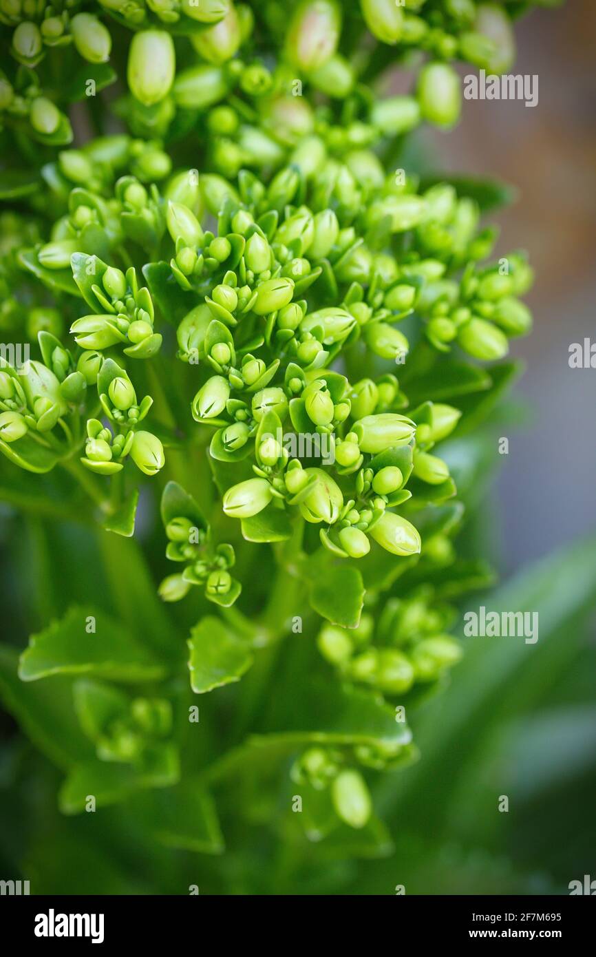 Green flowers of Kalanchoe pinnata (air plant, cathedral bells, life plant, miracle leaf) Stock Photo