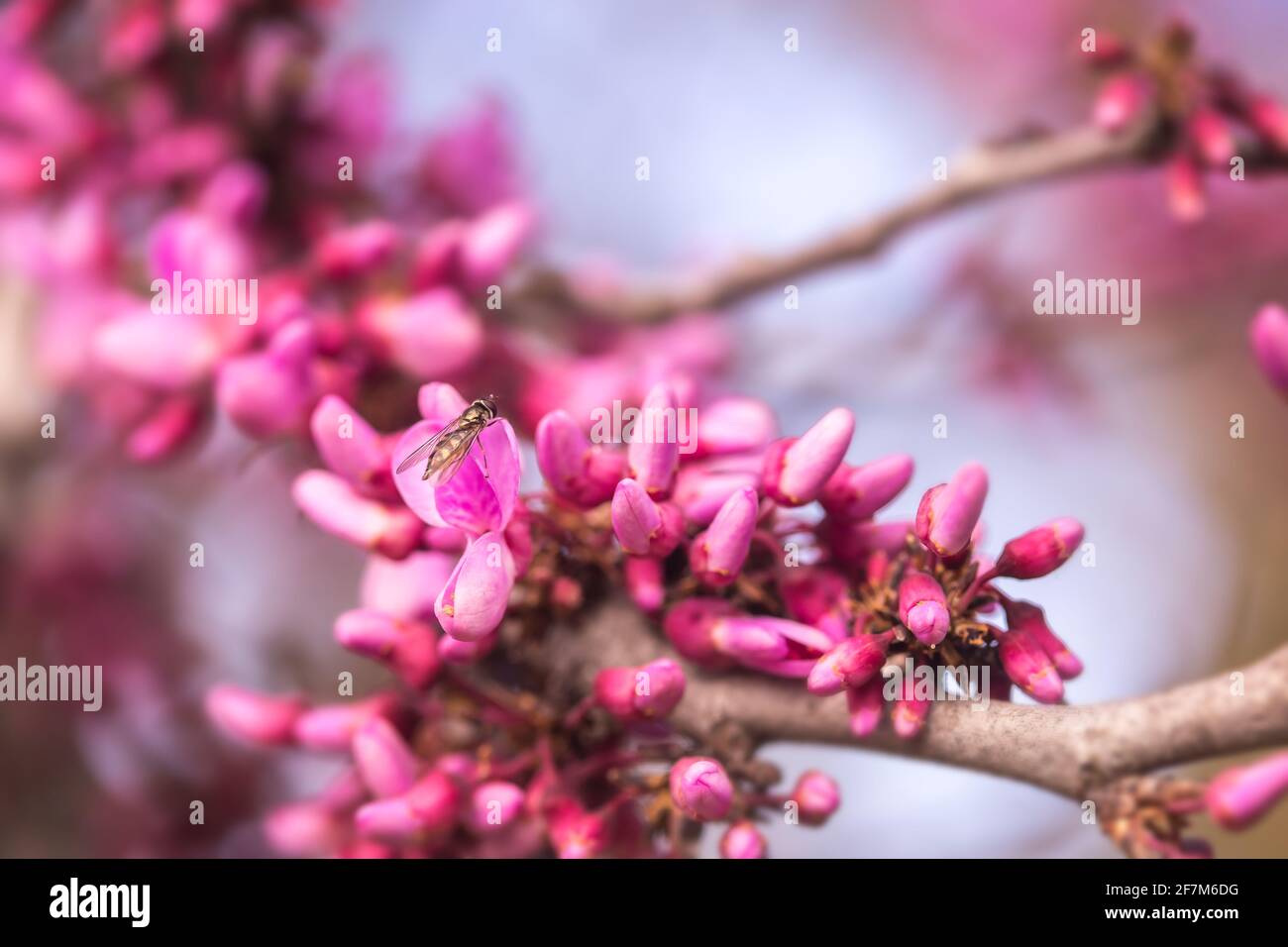 Eastern redbud (Cercis canadensis) blooming flowers on tree branches in springtime Stock Photo