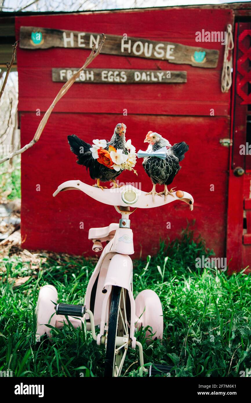 Chicken Couple Hen Rooster Sit on Vintage Bicycle Tricycle Hen House Eggs Stock Photo