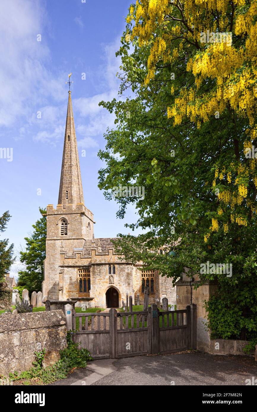 A laburnum tree in full blossom at the entrance gate to the Church of St Michael and All Angels in the village of Stanton, Gloucestershire UK Stock Photo