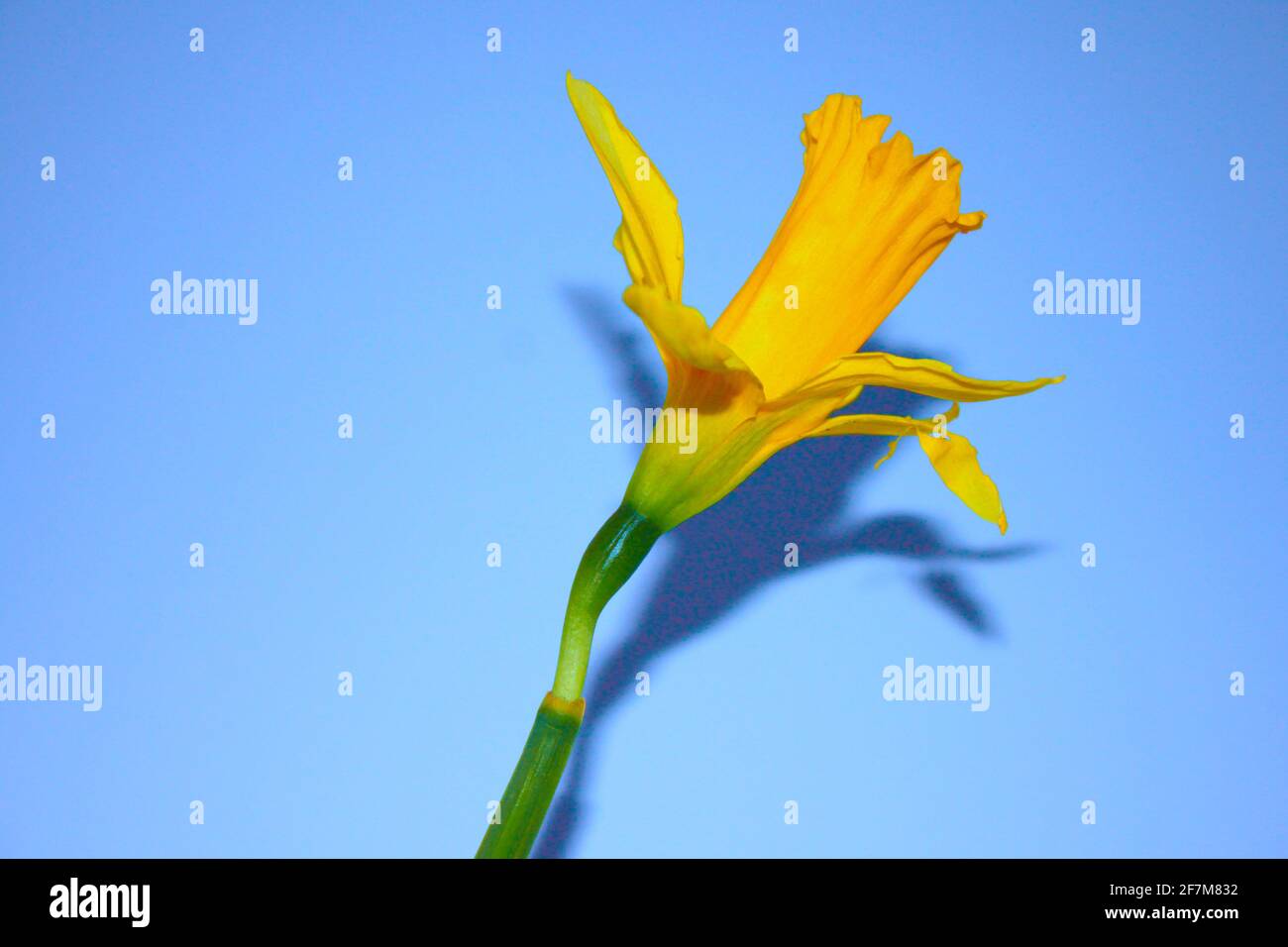 Bright yellow daffodil portraiture. Close up of yellow daffodil against cool blue background. Images of spring and nature captured indoors. Spring UK. Stock Photo