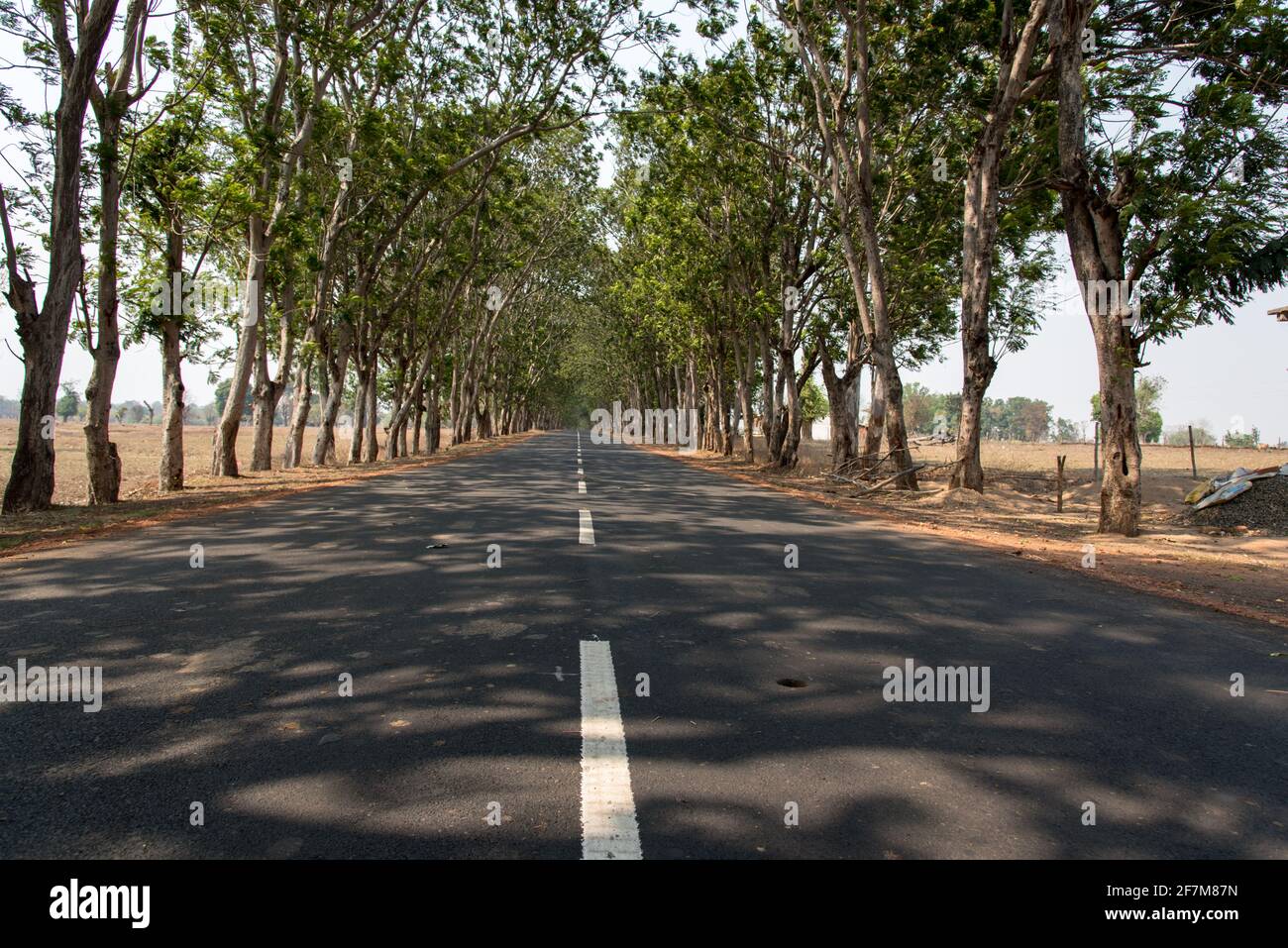 Canopy of trees hi-res stock photography and images - Alamy