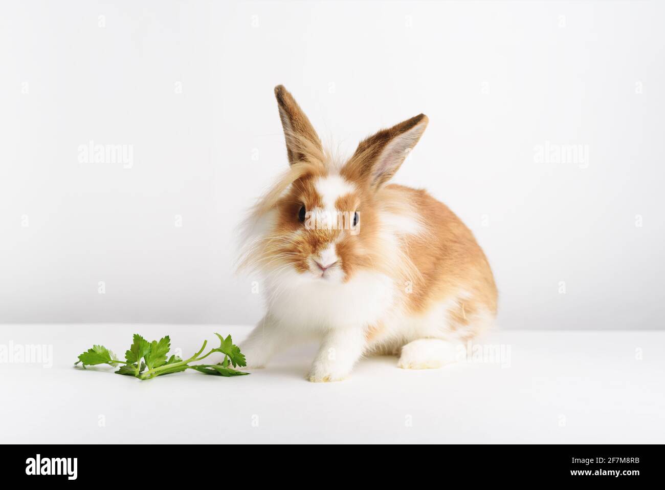 Dutch rabbit black and white rabbit hi-res stock photography and images ...