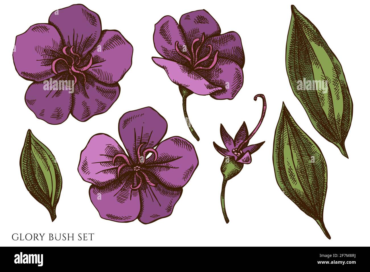 Vector set of hand drawn colored glory bush Stock Vector