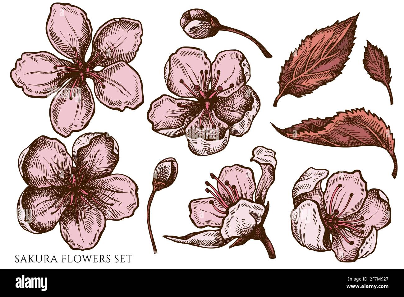 Vector set of hand drawn colored sakura flowers Stock Vector Image ...