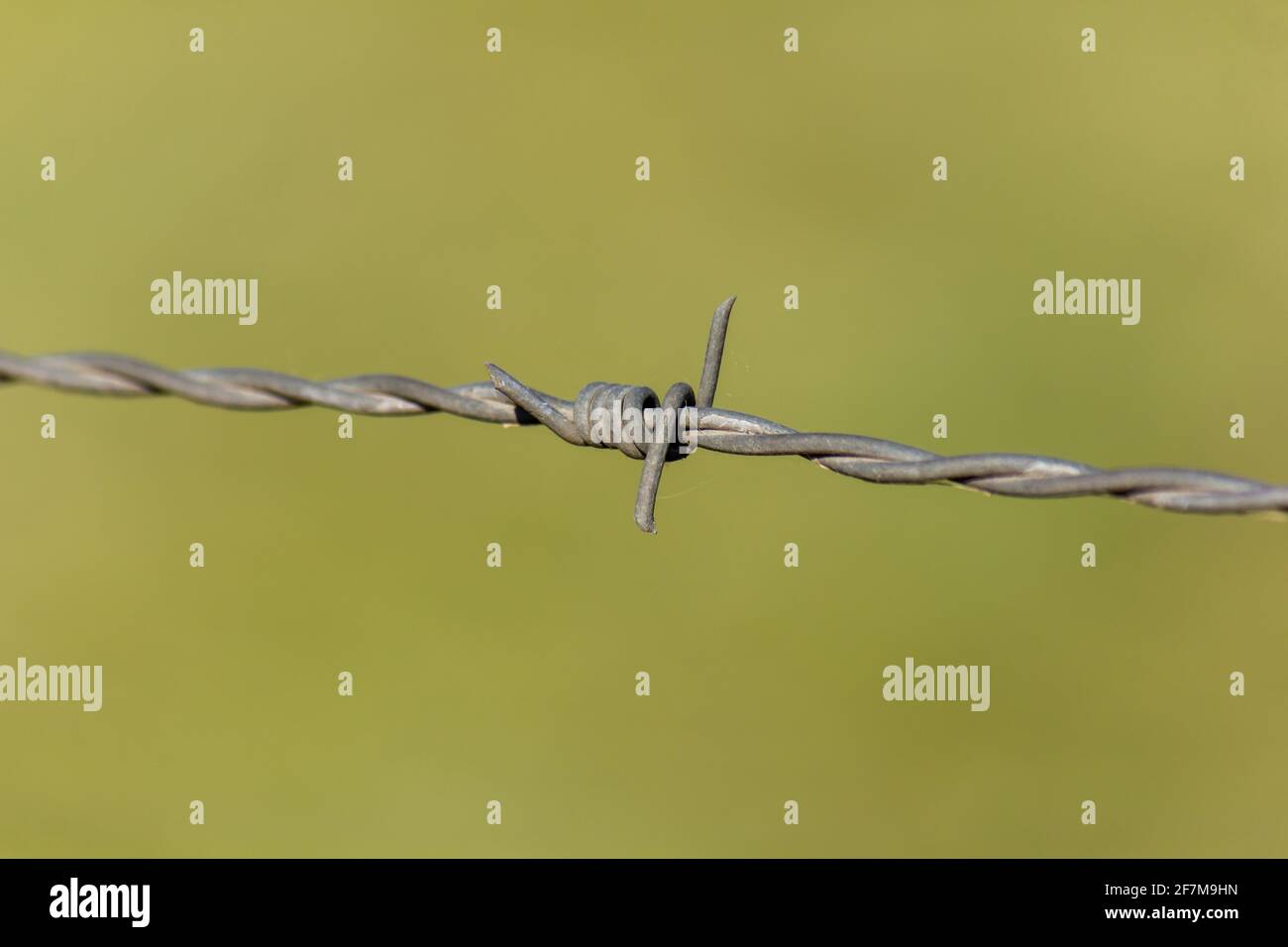 Steel barbed wire close up isolated on green background Stock Photo