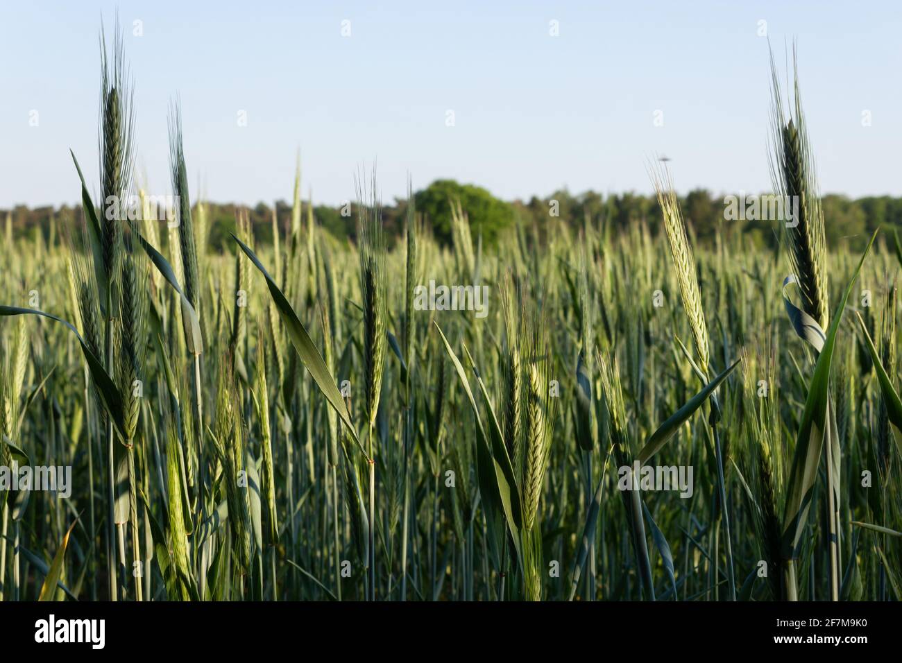 Young barley plants (Hordeum vulgare) on a field in Belgium Stock Photo