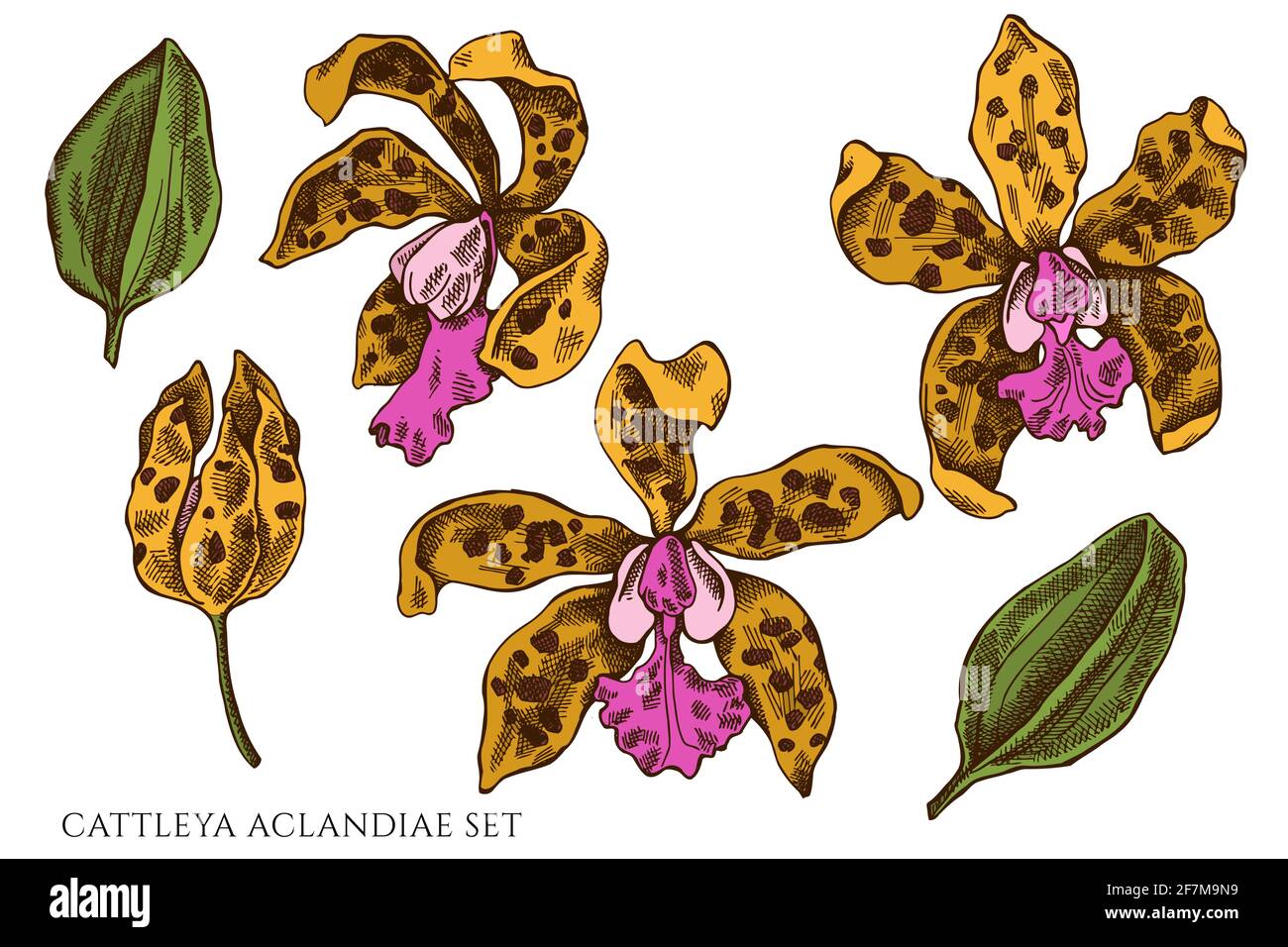 Vector set of hand drawn colored cattleya aclandiae Stock Vector