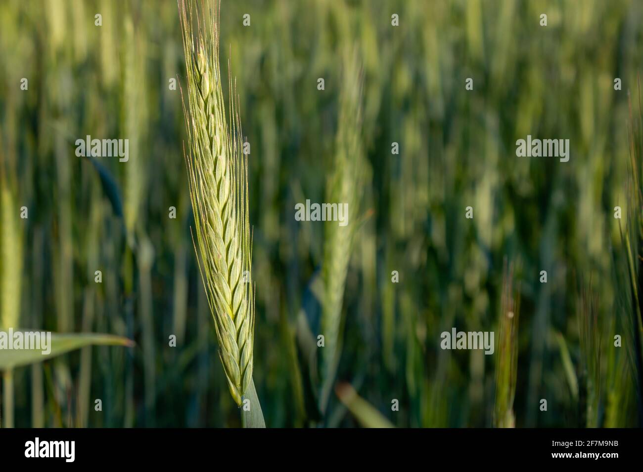 Barley (Hordeum vulgare) on a field of a local farm in Belgium Stock Photo