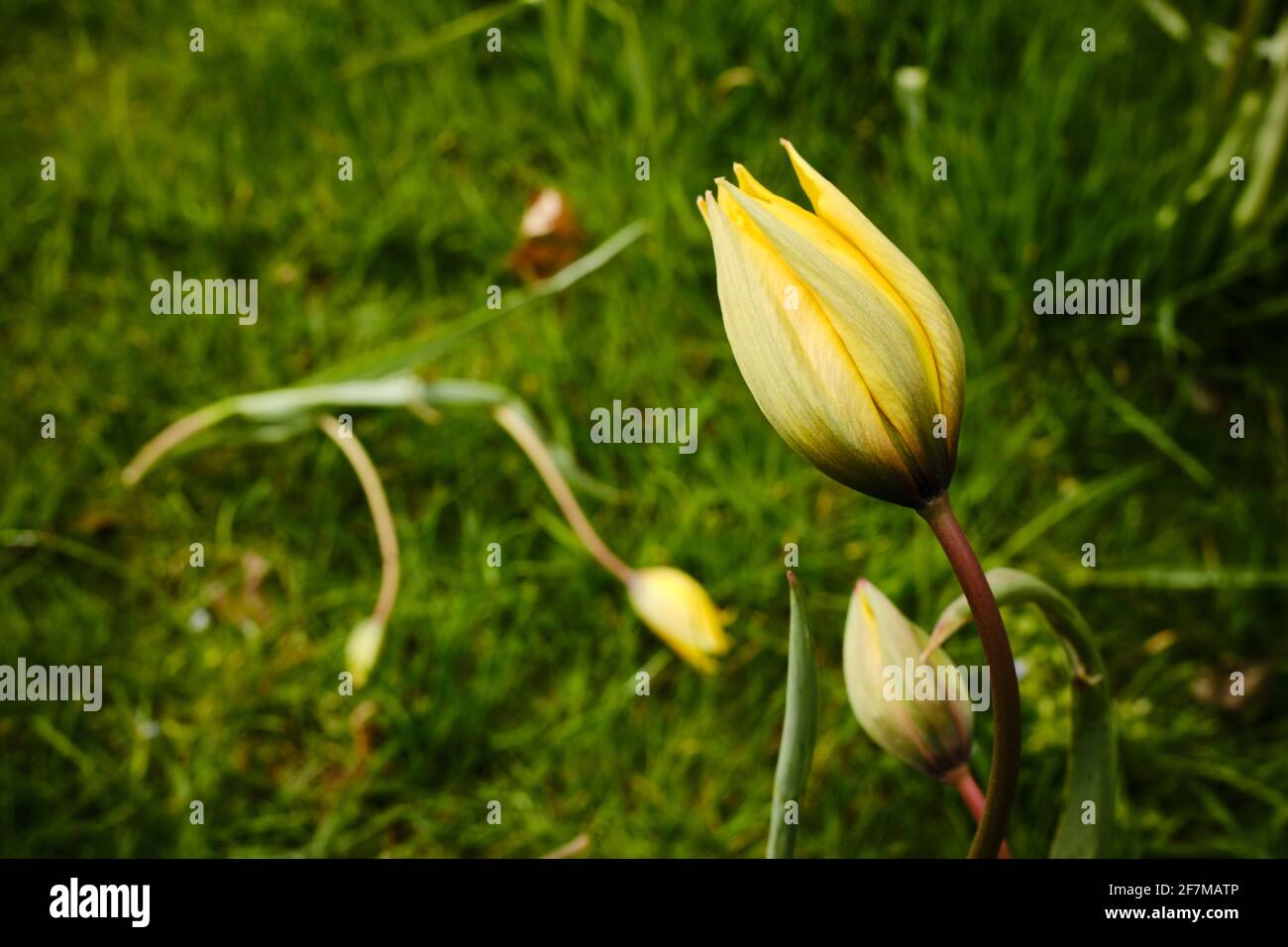 A yellow wild tulip flower against a green background Stock Photo - Alamy