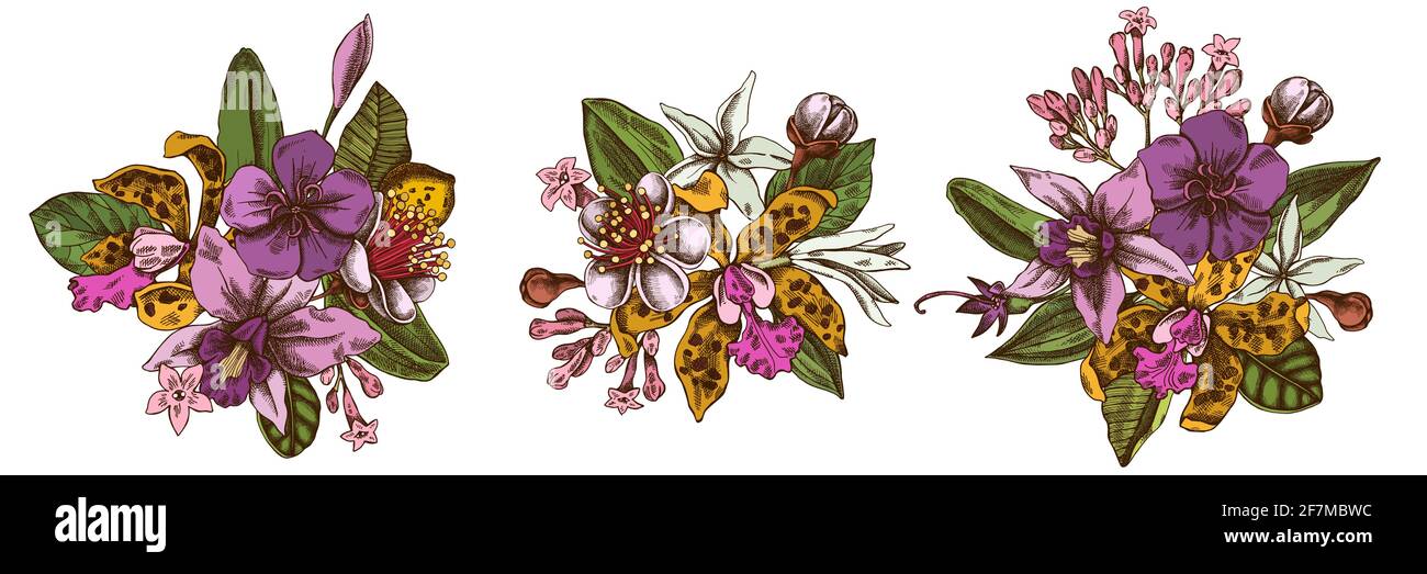 Flower bouquet of colored laelia, feijoa flowers, glory bush, papilio torquatus, cinchona, cattleya aclandiae Stock Vector