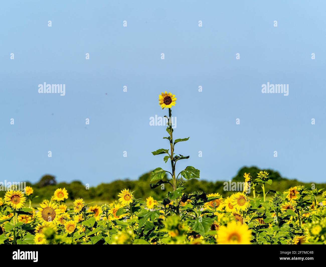Single Sunflower towering over Sunflower field Stock Photo
